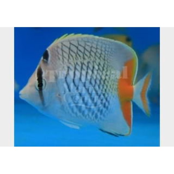 Crosshatch Pearlscale Butterflyfish