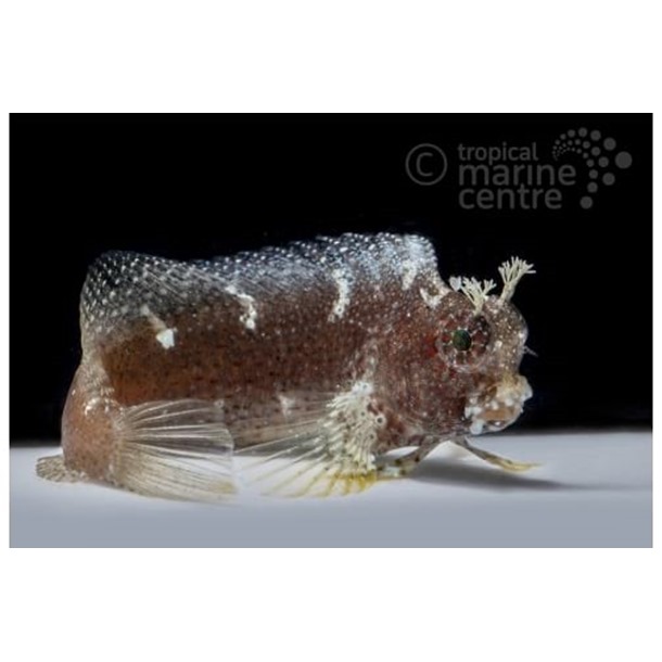 Starry Algae Blenny