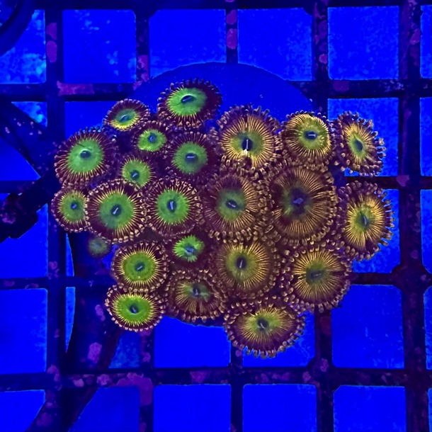 Ultra Enfys Zoa Colony