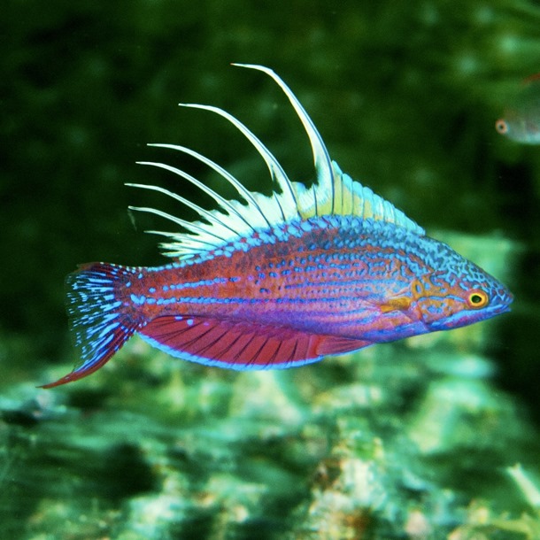 Blue Flasher Wrasse