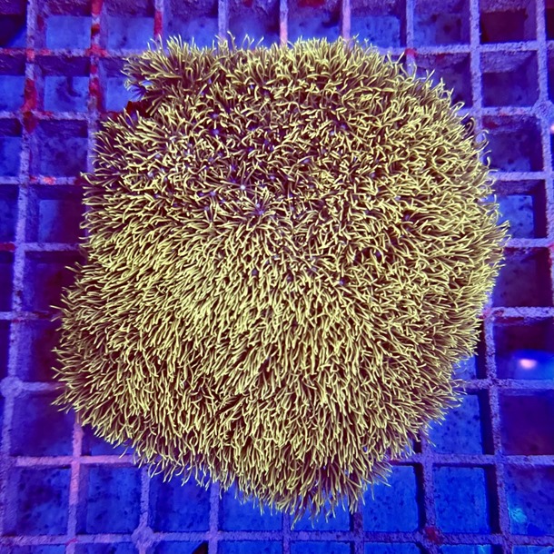 Carpet Gorgonia