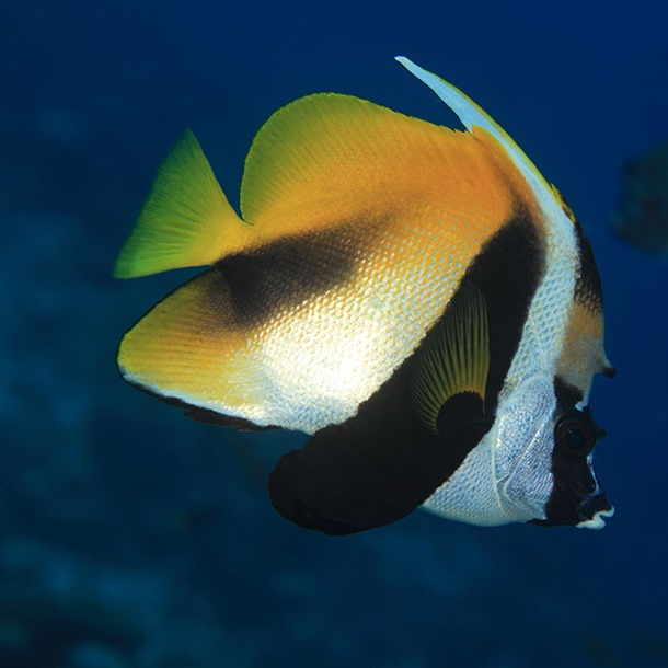 Masked Bannerfish