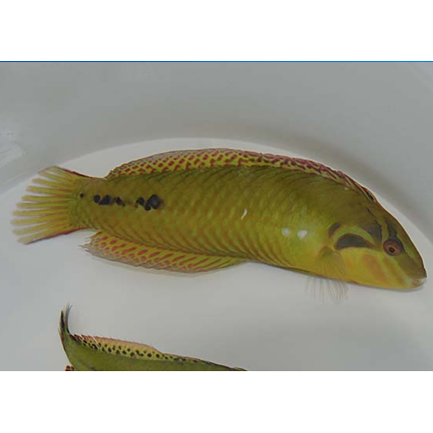 Sea Grass Wrasse