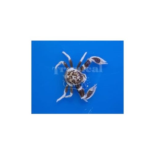 Spotted Anemone Crab