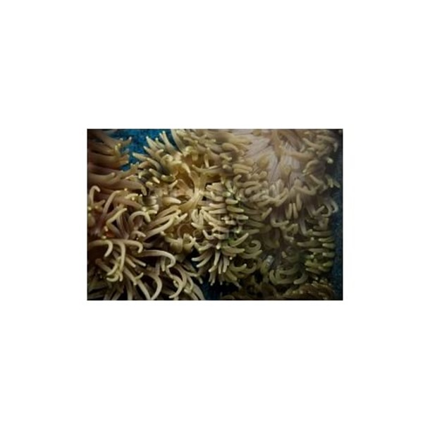 Sand Anemone