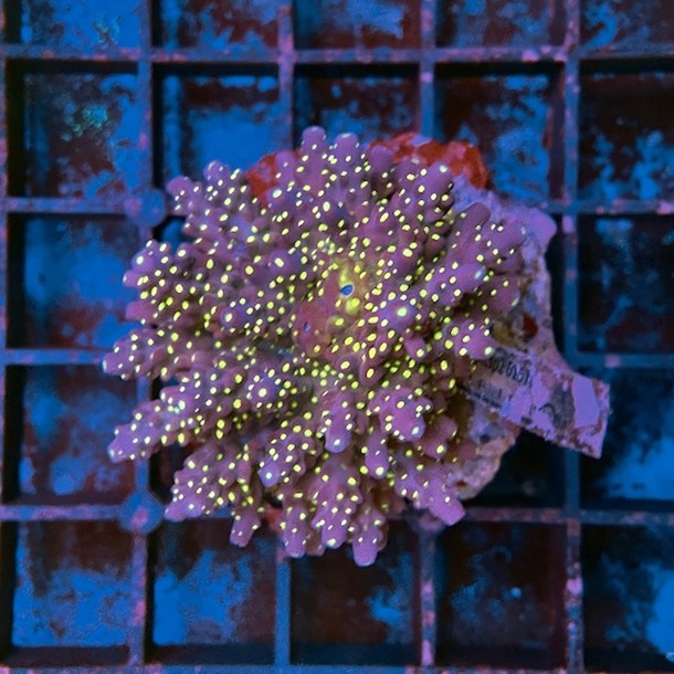 Acropora Colony