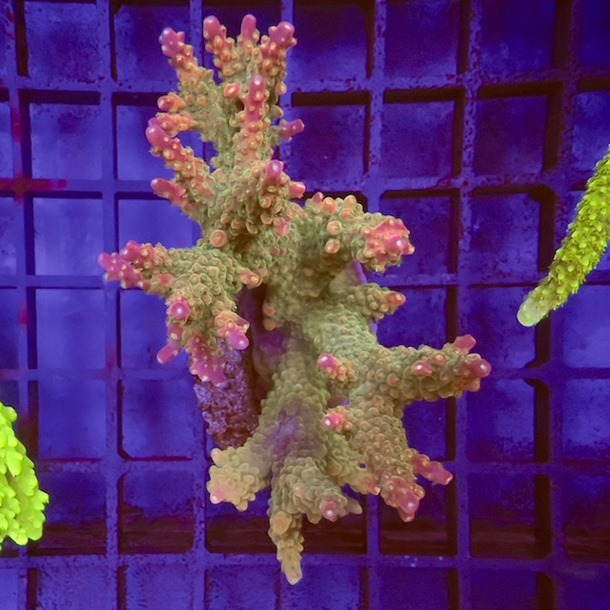 Ultra Acropora Colony