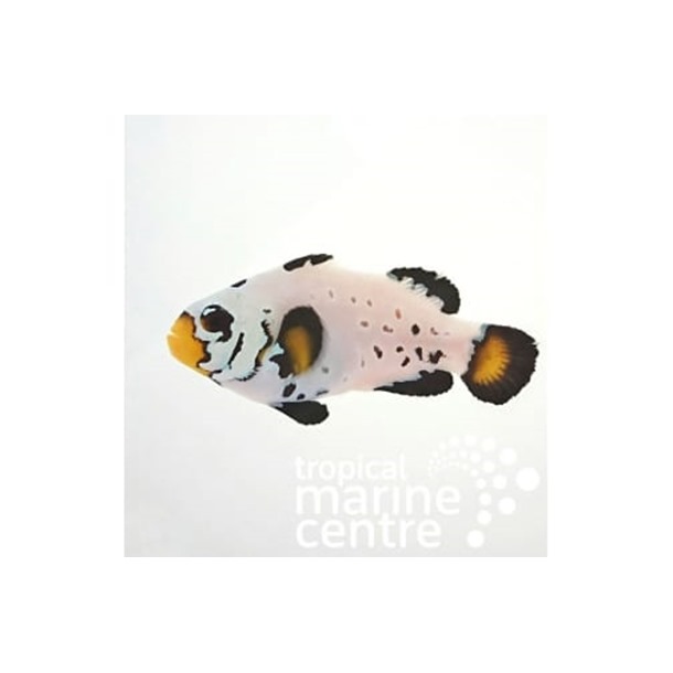 Frostbite Clownfish