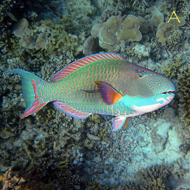 Clown Parrotfish