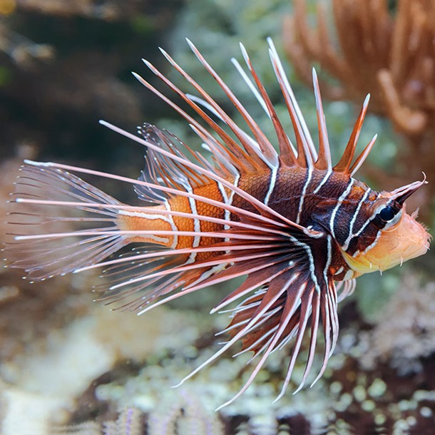 Radiata Lionfish