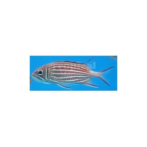 Striped Squirrelfish
