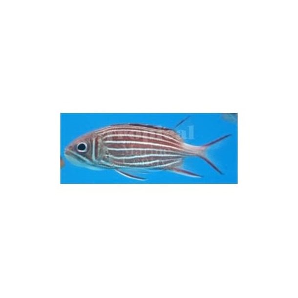 Striped Squirrelfish