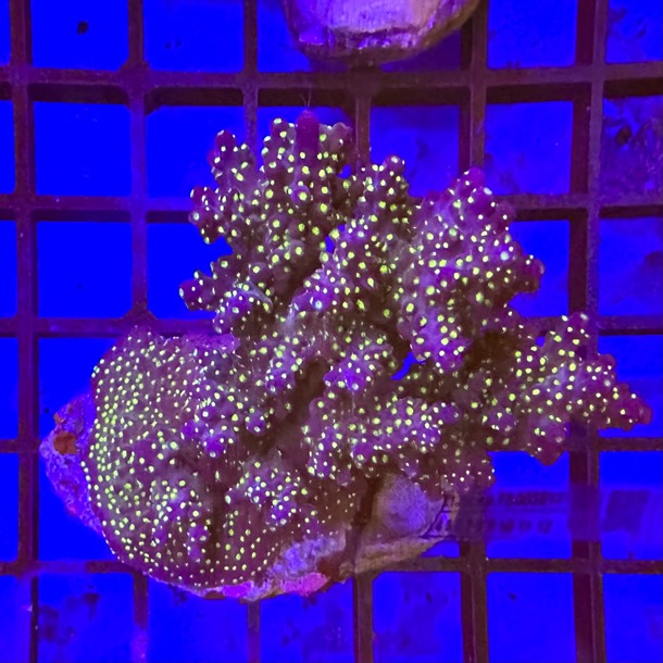 Acropora Colony