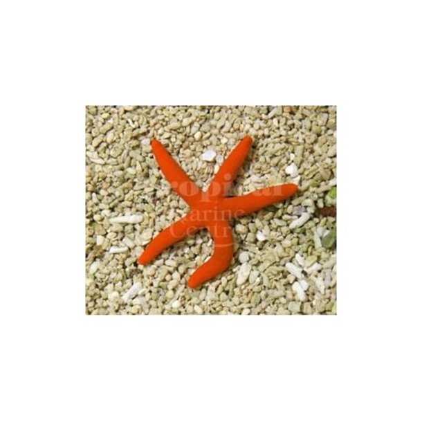 Orange Finger Starfish 