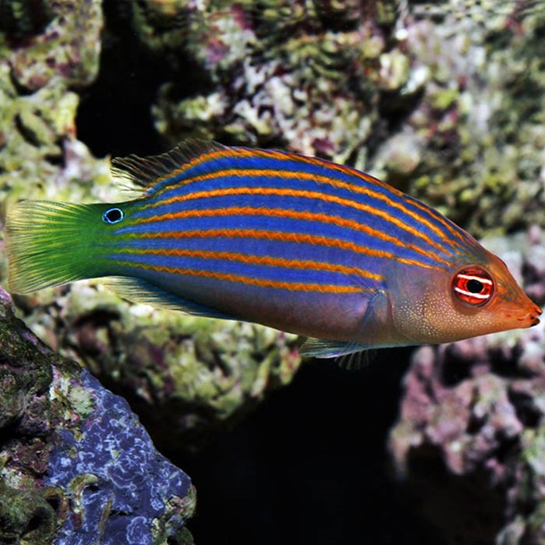 Sixline Lined Wrasse