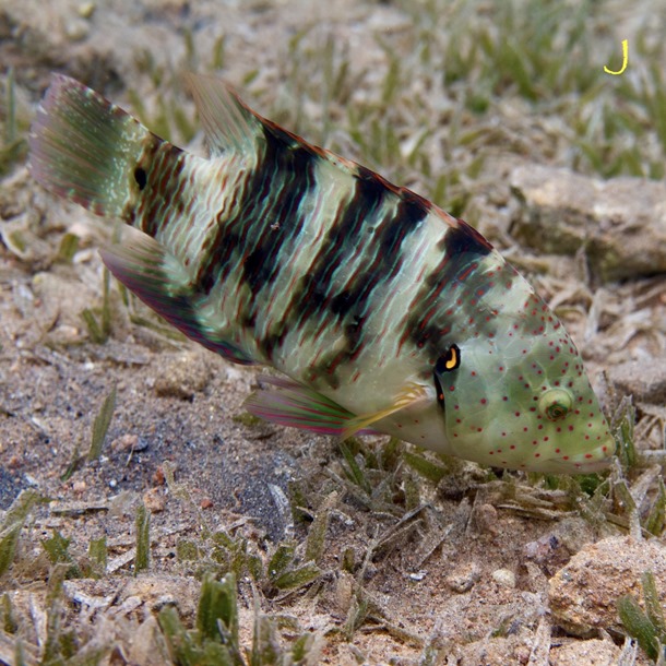 Broomtail Maori Wrasse