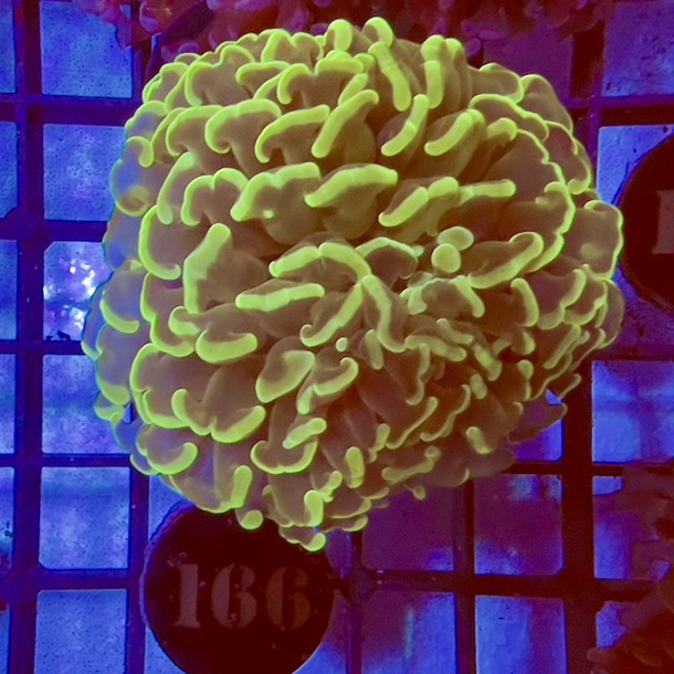 Green Hammer Coral