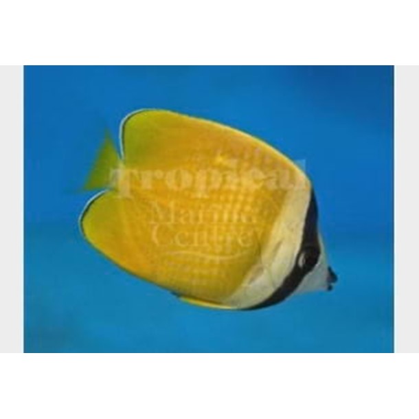 Sunburst Butterflyfish