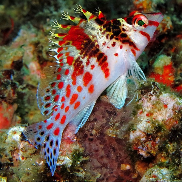 Red Spotted Hawkfish