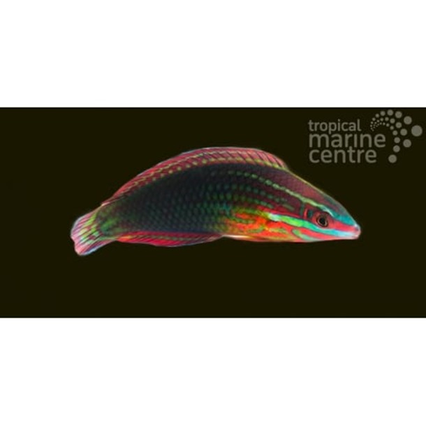 Ornate Wrasse