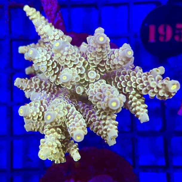 Acropora Colony