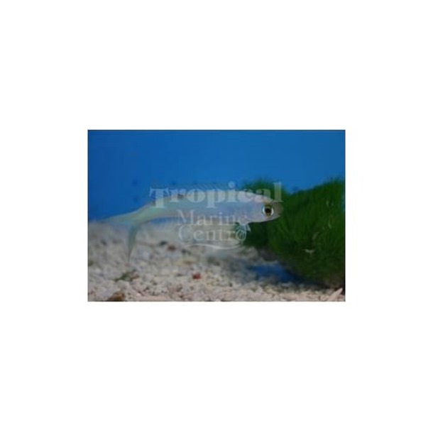 Chameleon Tilefish