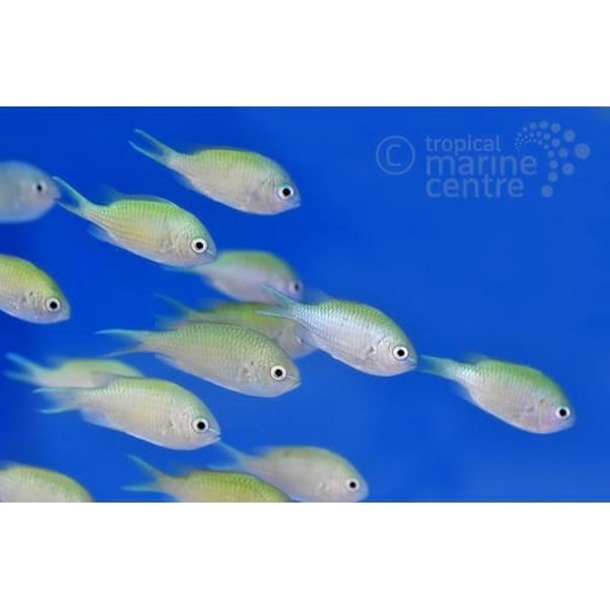 Green Chromis