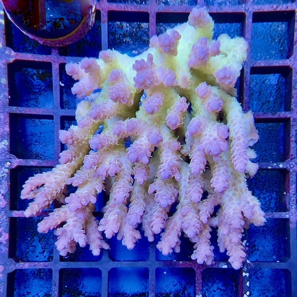 Ultra Oz Acropora Colony