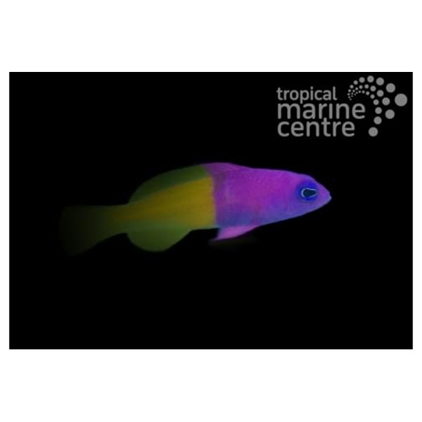 Bicolour Dottyback