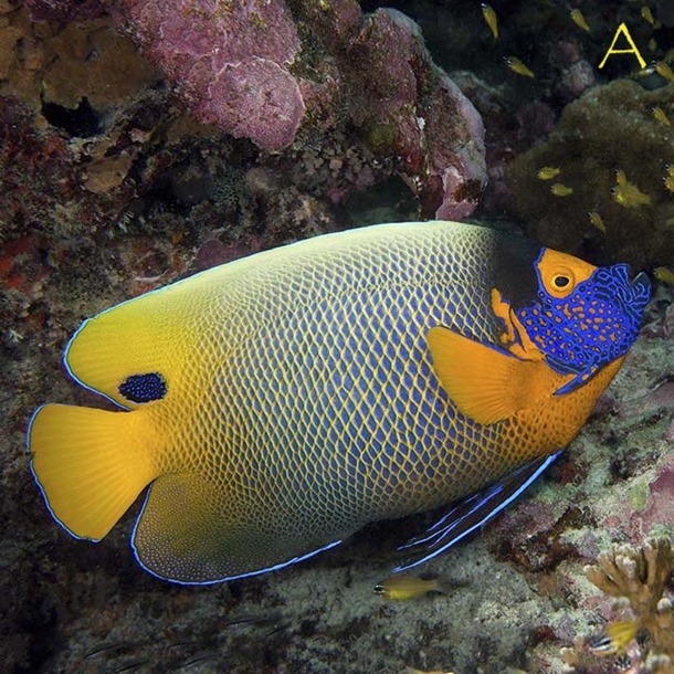 Blue Face Angel Fish