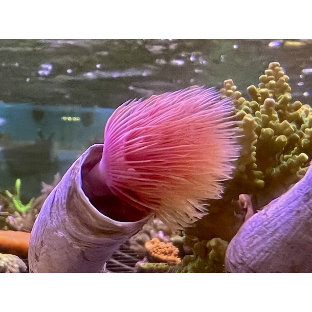 Coco Worm