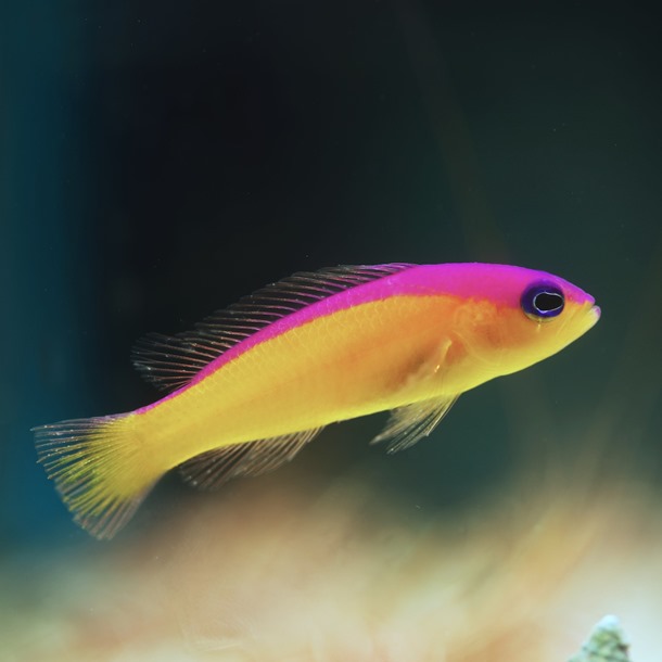 Diadem Dottyback