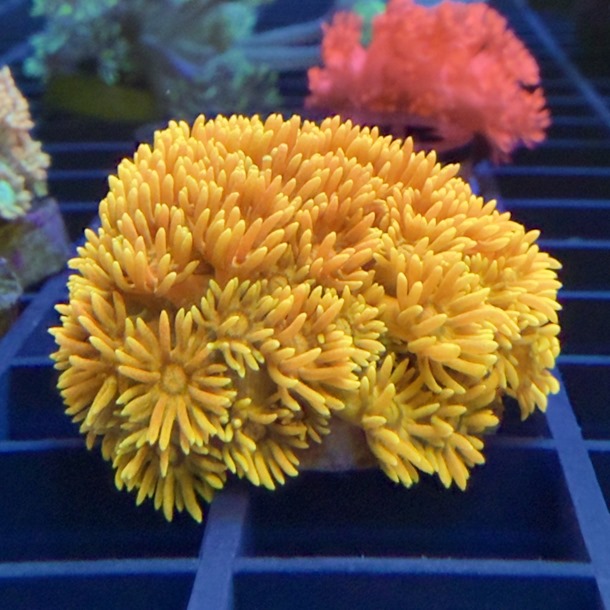 Golden Rainbow Goniopora Frag