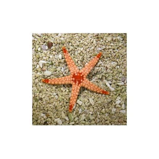 Maldive Starfish