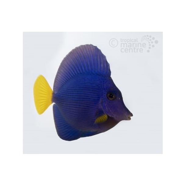 Yellow Tail Purple Sailfin Tang