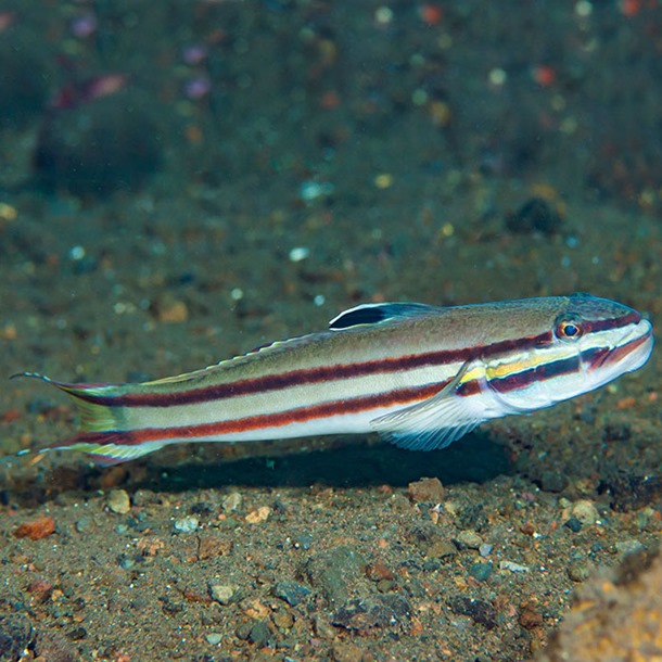 Two Stripe Sleeper Goby