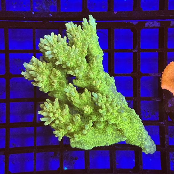 Oz Acropora Colony