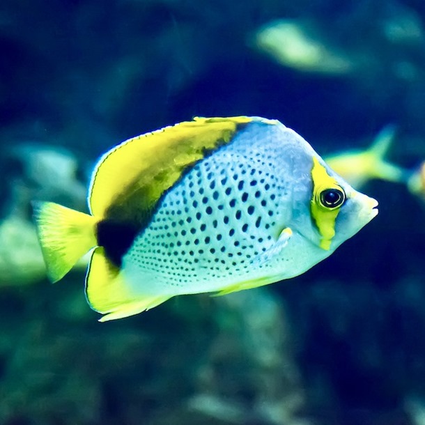 Marquesan Butterflyfish