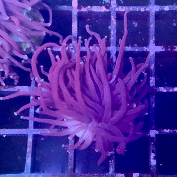 Dark Matter Torch Frag