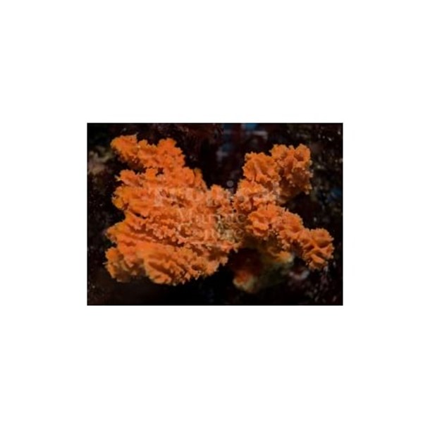 Orange Frilly Sponge