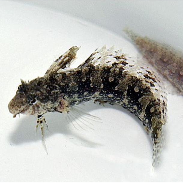 Weedy Blenny