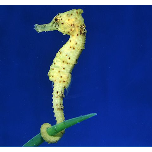  Kuda Seahorse