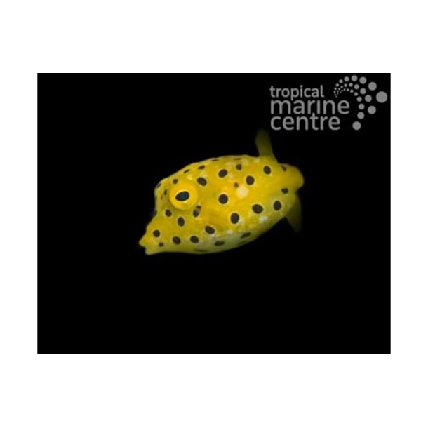 Yellow Boxfish