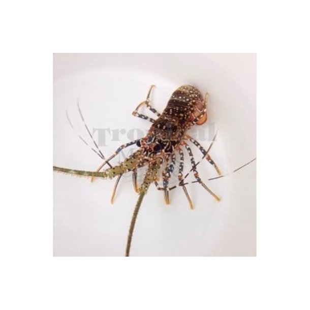 Spiny Lobster