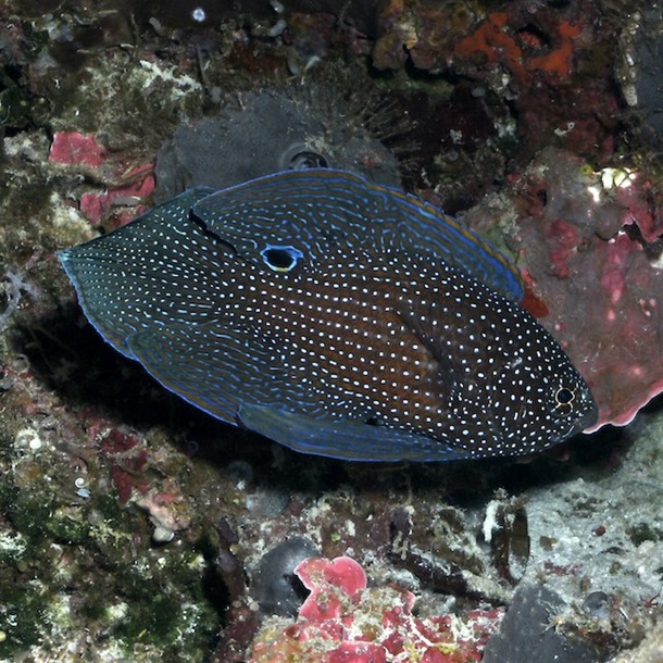 Marine Betta