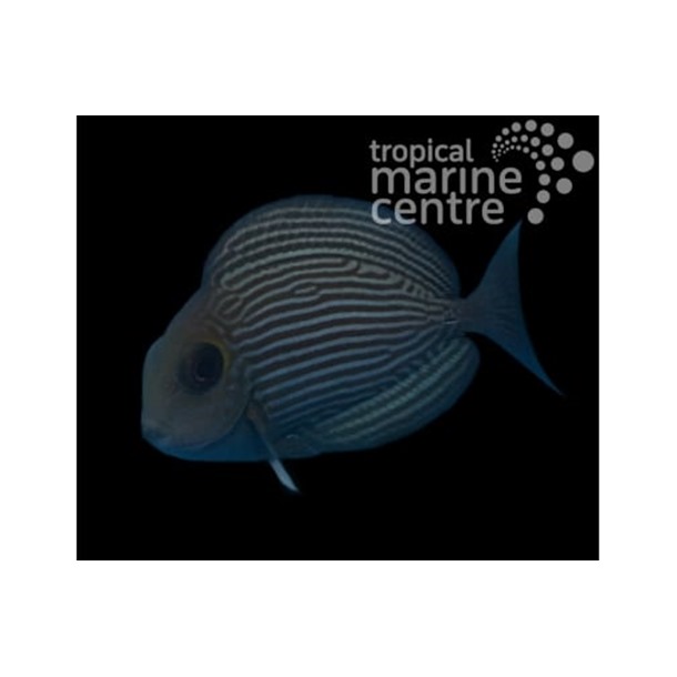Round Face Tang