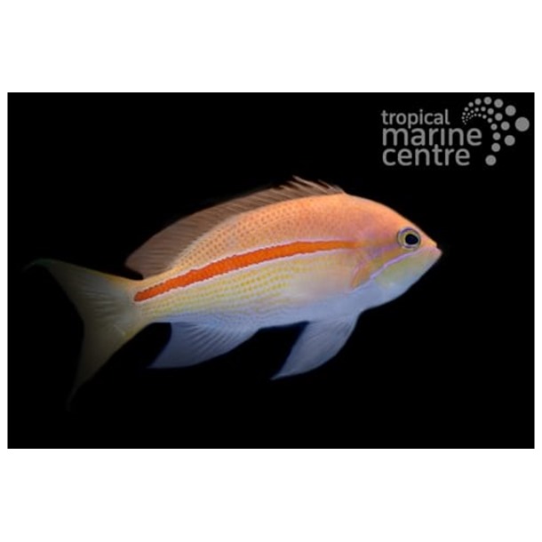 Striped Anthias