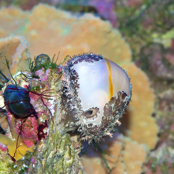 Money Cowrie