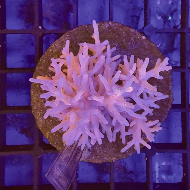 Acropora Colony