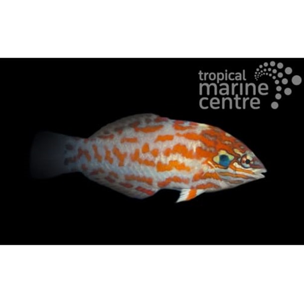 Red Leopard Wrasse